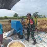 Tanam Padi Berhasil, Serka Sadino Bantu Panen Padi Petani Desa Tunjung IMG-20240614-WA0047