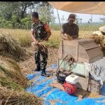 Peran Sumanto dalam Membantu Panen Padi IMG-20240624-WA0090