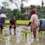 Dukung Hanpangan, Serma Abdul Manan Bantu Warga Desa Jimbe Tanam Padi IMG-20240806-WA0173