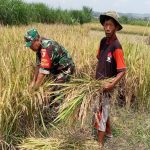 Terjun Ke Lapangan, Serma Kukuh Rubianto Bantu Warga Bendosari Panen Padi IMG-20240813-WA0067