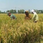 Babinsa Turut Pantau Tanaman Padi Milik Petani Desa Tanggan yang Siap Panen IMG-20241017-WA0012