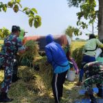 Koramil Karangmalang Kompak Panen Padi, Wujudkan Ketahanan Pangan di Desa Puro IMG-20241022-WA0167