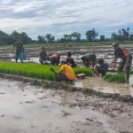 Tingkatkan Hasil Panen,Babinsa Kodim Boyolali Dampingi Petani IMG-20241129-WA0033