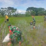 Pemupukan Padi oleh Petani di Dampingi Babinsa Pilangsari IMG-20241218-WA0051