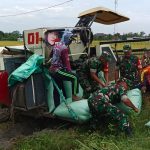 Babinsa Bantu Panen Padi Menggunakan Mesin Combi, Tingkatkan Produktivitas Petani IMG-20250214-WA0066