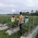 Dukung Ketahanan Pangan dengan Pemanfaatan Lahan Produktif: Peran Bhabinkamtibmas Polresta Banyuwangi Dalam Budidaya Cabai IMG-20250609-WA0021