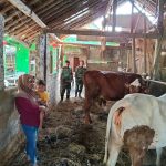 Babinsa Cek Kesehatan Sapi Milik Warga, Pastikan Produktivitas Terjaga IMG-20250725-WA0086