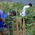 Lapas Banyuwangi Berhasil Sulap Brandgang Jadi Lahan Produktif untuk Dukung Ketahanan Pangan IMG-20250922-WA0116