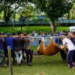 Siap Dibagikan Masyarakat pada Perayaan Idul Adha 1447 H, Komandan Kodaeral lX Serahkan 15 Hewan Kurban IMG-20260527-WA0048