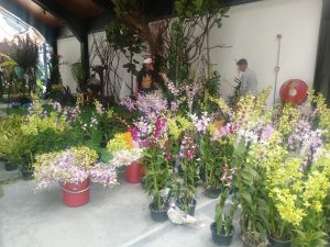 Pameran Anggrek Tidak Bawa Anggrek Tapi Bendera Merah Putih, Ada Apa?