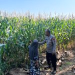 Jelang Panen, anggota polsek prambon Pantau Tanaman Jagung Petani Binaan di Desa Bulang Prambon d0e3246d-7729-4aca-b148-b040f9044ae6
