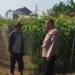 Polsek Sedati Dampingi Perawatan Jagung di Pekarangan Warga Desa Buncitan d70040be-8fa2-48f9-b260-535cd6508d6e